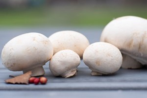 Champignons/paddenstoelen