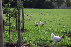 Excursie Ecoboerderij Zuuver Buurse