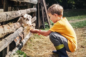 Kiekeboer'n bij Melkgeitenhouderij Veelers