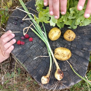 Groen en lekker! Moestuincoach en Kookworkshops 