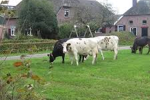 Boerderijeducatie Salland - Excursie bij Melkveebedrijf Sligman van Schooten