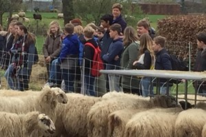 Kiekeboer'n bij Schapengrazerij Bornerbroek