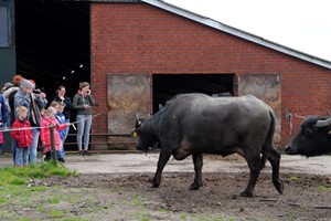 Kiekeboer'n bij Buffalo Farm Twente