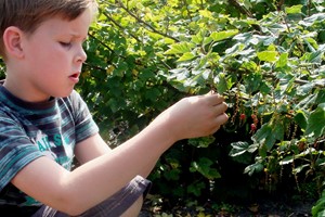 Advies eetbaar groen op het schoolplein